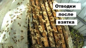 Отводки по окончанию взятка