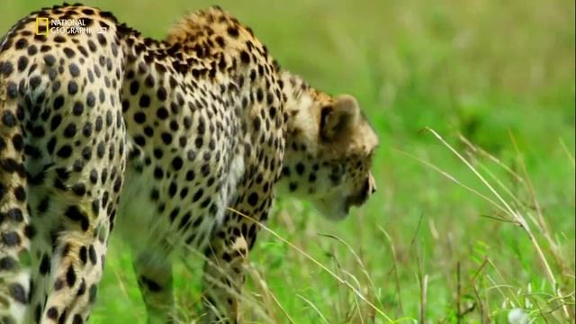 Масаи - Мара, Кения.