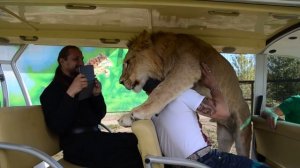 Лев накинулся на женщину и СТАЛ ОБНИМАТЬСЯ! The lion pounced on the woman and BEGAN TO HUG!