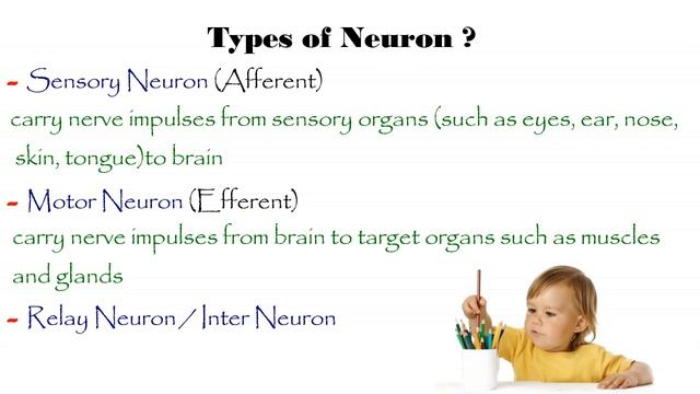 Human nervous system details | انسانی نظام اعصاب | #Appropriate tv смотреть онлайн