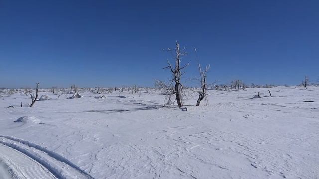 Тайга смотреть онлайн