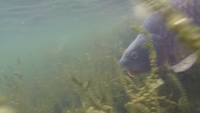 ***CARP FISHING TV*** CARP FISHING EDGES VOLUME 4 coming soon... смотреть онлайн