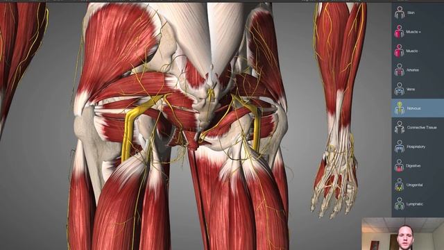 Sciatica and Piriformis Syndrome Anatomy (You Must Know!) смотреть онлайн