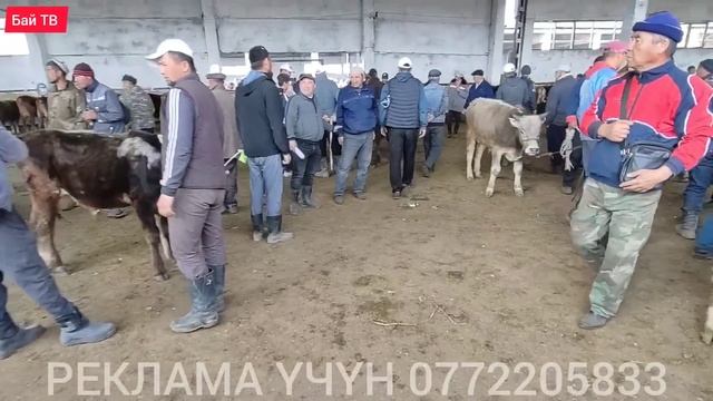 БУКА ЭРКЕК ТОРПОК БААЛАРЫ 🤯 #байтв смотреть онлайн