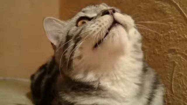 У кота садится батарейка смотреть онлайн