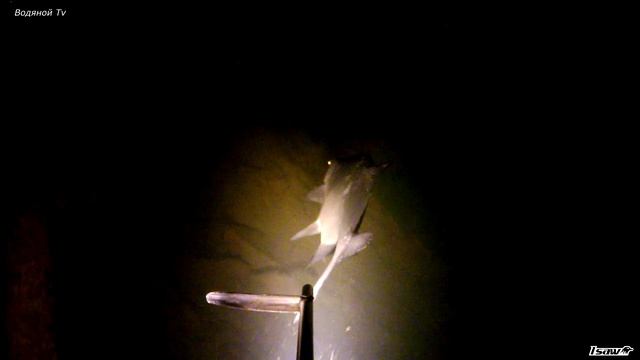 Водяной Tv /поводная охота ночью 001 смотреть онлайн