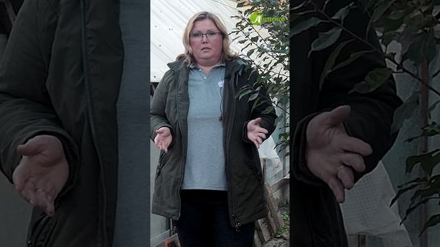 Когда белить деревья осенью? смотреть онлайн