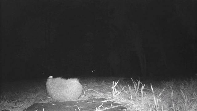 Under Attack. #talltreesnaturereserve #prey #hunting #foxes #hedgehogs #fox #hedgehog #wildlife смотреть онлайн