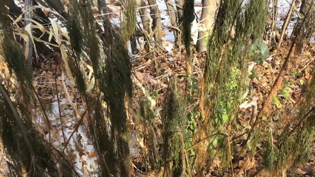 Выпал первый снег, а цветы продолжают своё цветение смотреть онлайн