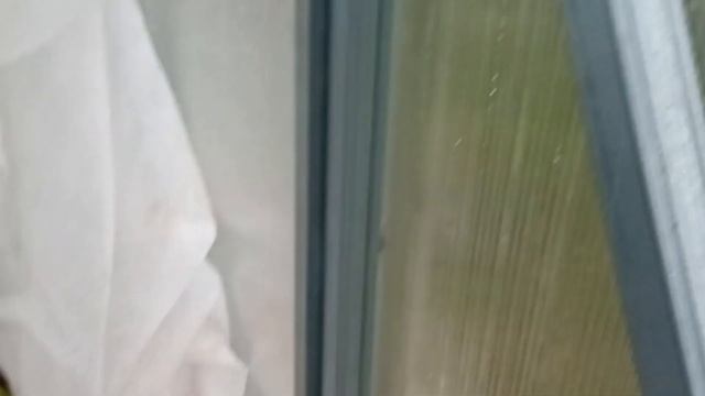 Какие сорта томатов показали лучшую стрессоустойчивость. г. КИРОВ. Ватсап тел. 89229284031 смотреть онлайн