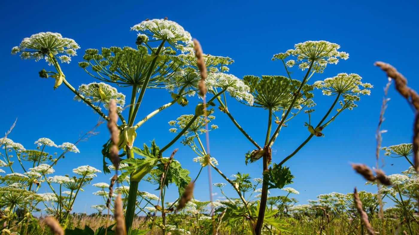 Полезное от Вовы (БОРЩЕВИК)