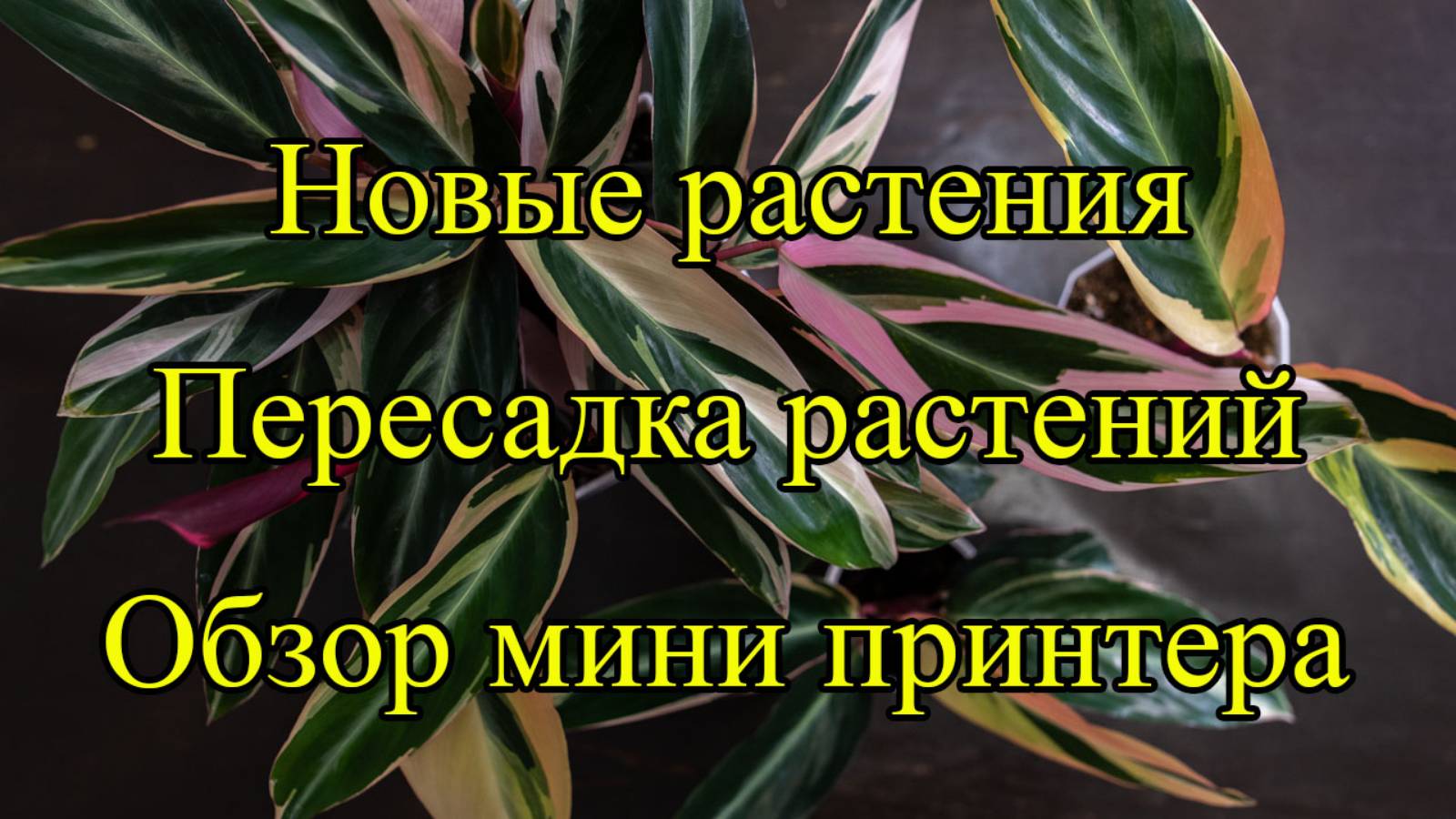 Осень | Распаковка растений | Пересадка строманты | Обзор принтера для этикеток | Цветы в Саратове. смотреть онлайн