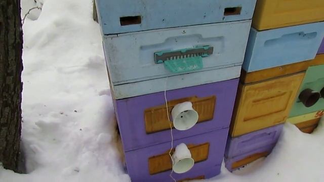 пчеловодство на ячейке 4,9 мм - часть 43, местная пчела мать и свищевая дочка 28.01.2024 смотреть онлайн