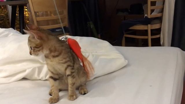 Kitten stalking technique- How do cats catch its prey? смотреть онлайн