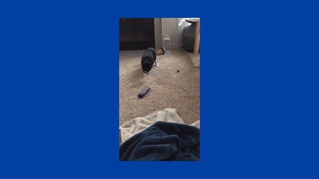 Funny Kitten is Scared of TV Remote 🤣🤣🤣 смотреть онлайн