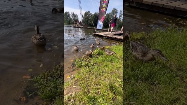 Утиные истории