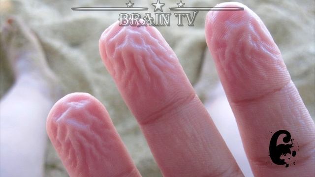 ТОП 10 защитных систем нашего организма. От BRAIN TV. смотреть онлайн