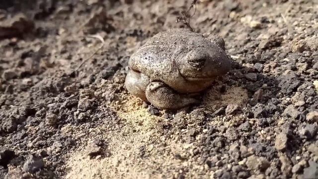 Она сидела на глубине полтора метра! жаба с необычными глазами. смотреть онлайн