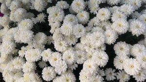 С первым снегом! Цветущий островок мультифлор 1.11.24 г.