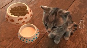 Приключения маленького котёнка.