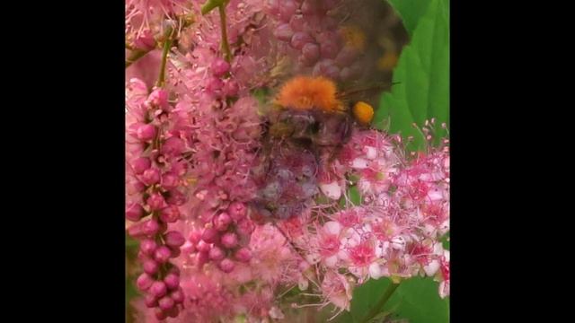 2020 Мгновения 6 Шмели смотреть онлайн