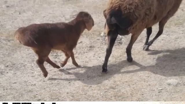 🐏Гуспанди🐏 Хочи Мирзокарим смотреть онлайн