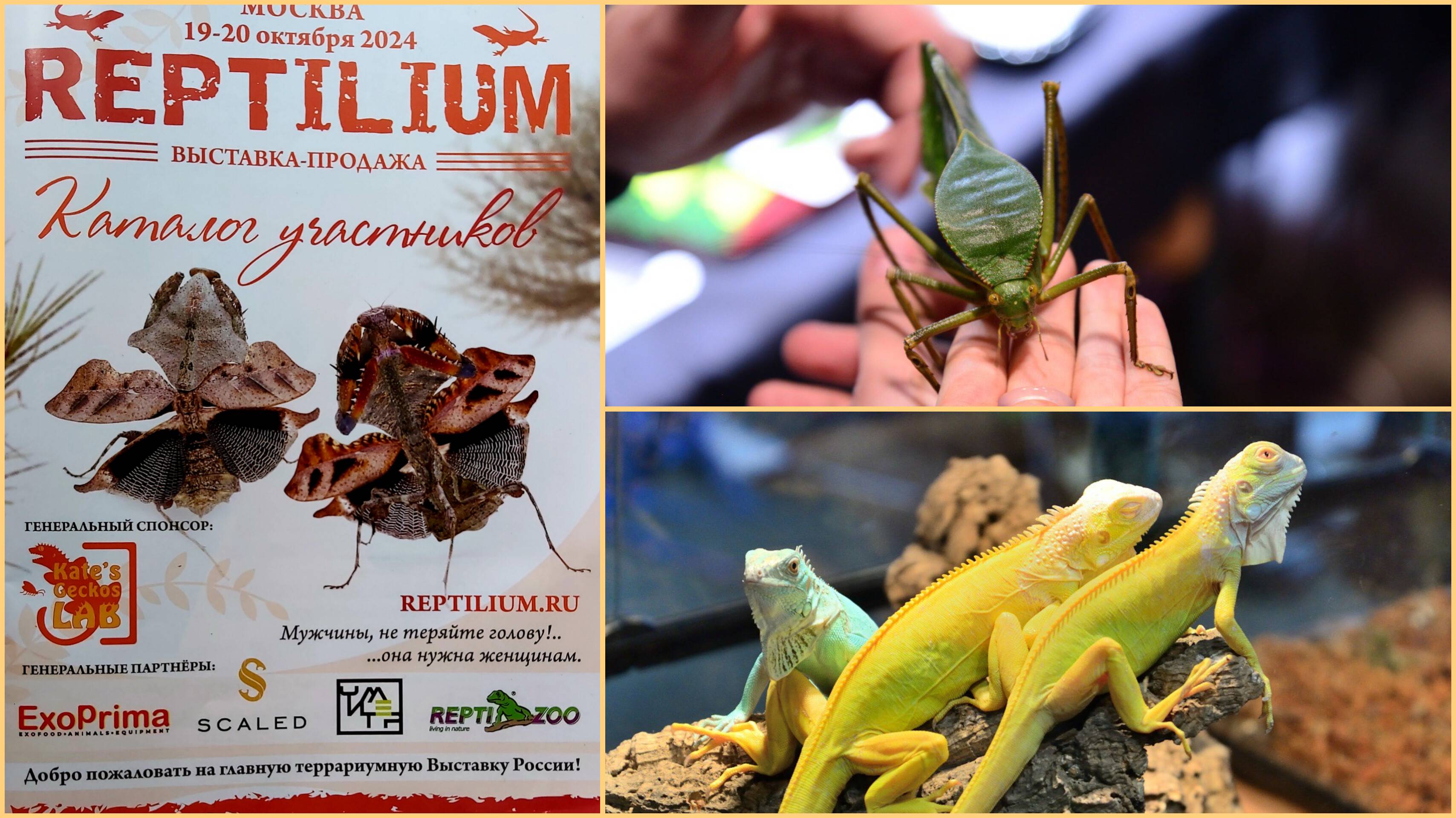 Выставка-продажа Рептилиум смотреть онлайн