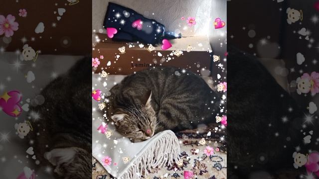 кошка баст так мило спит смотреть онлайн