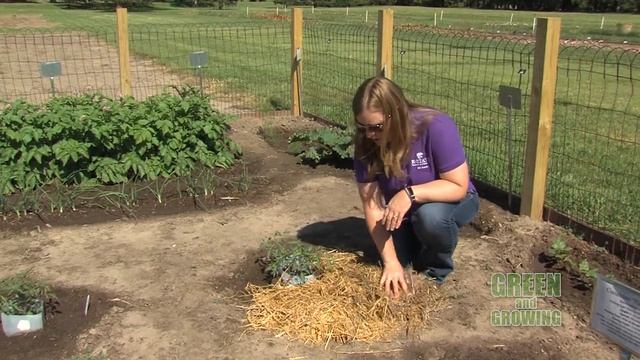 Green and Growing: Episode 11 - Garden Mulches смотреть онлайн