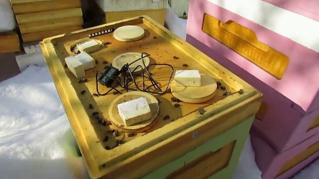 пчеловодство на ячейке 4,9 мм - часть 48, сестры матки зимуют на разной ячейке 2.03.2024 смотреть онлайн