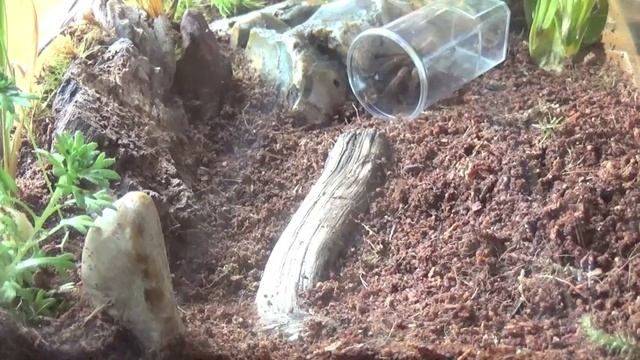 Re-house Idiothele mira (Blue Foot Baboon) tarantula смотреть онлайн