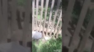 Как взорвать батарейку мизинчиковую