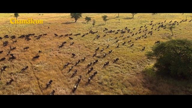 TV Spot von Chamäleon смотреть онлайн