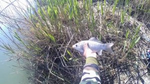 Рыбалка на Маныче. Ловим на фидер.