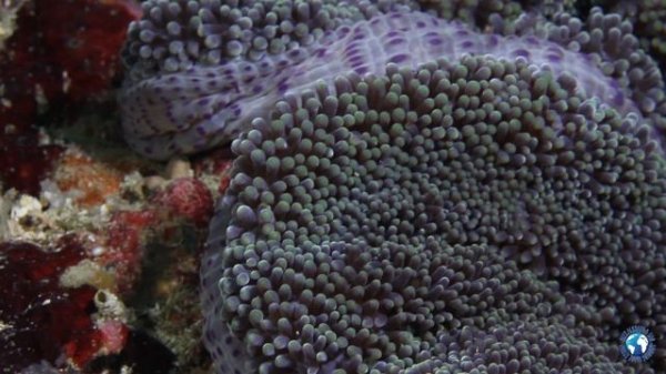 Peter Dive Resort, Leyte, Петер Дайв ресорт, Южный Лейте, февраль 2012, Филиппины