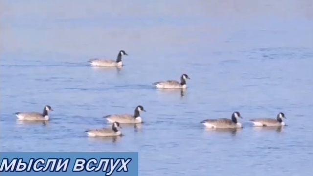 Самвел .Слова ТВ,да Богу в уши.Зина самоустраняется?ТВ права в оценке Нади,но на безрыбье и рак Над смотреть онлайн