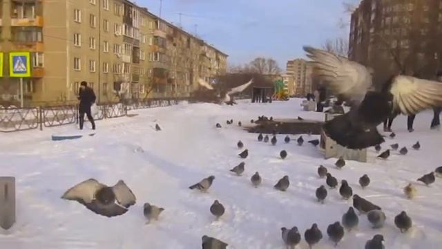 ГОЛУБИ В КРАСНОЯРСКЕ! ИХ ОЧЕНЬ МНОГО! СМОТРЕТЬ ВСЕМ! смотреть онлайн