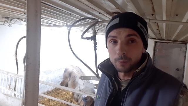 С.С.А//Покупка и продажа поросят,профилактика лудше чем лечение// смотреть онлайн