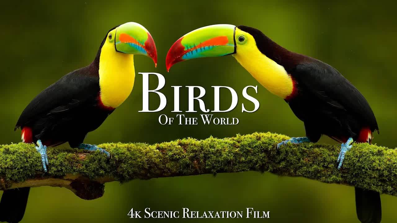 Birds Of The World 4K - Scenic Wildlife Film With Calming Music смотреть онлайн