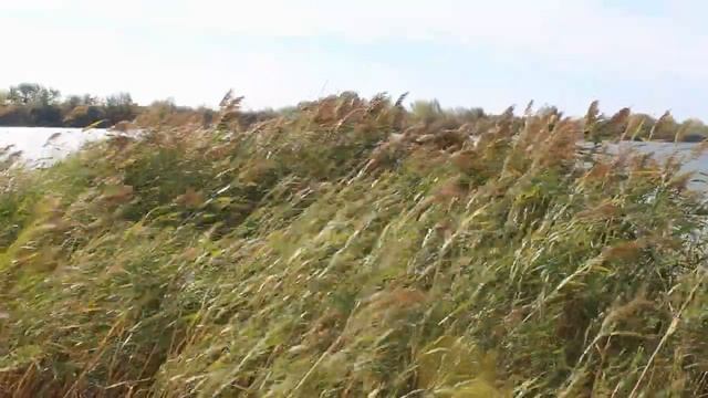 Релакс. Танец принца Оршада и феи Драже (из балета "Щелкунчик", соч. 71)Пётр Ильич Чайковский. смотреть онлайн