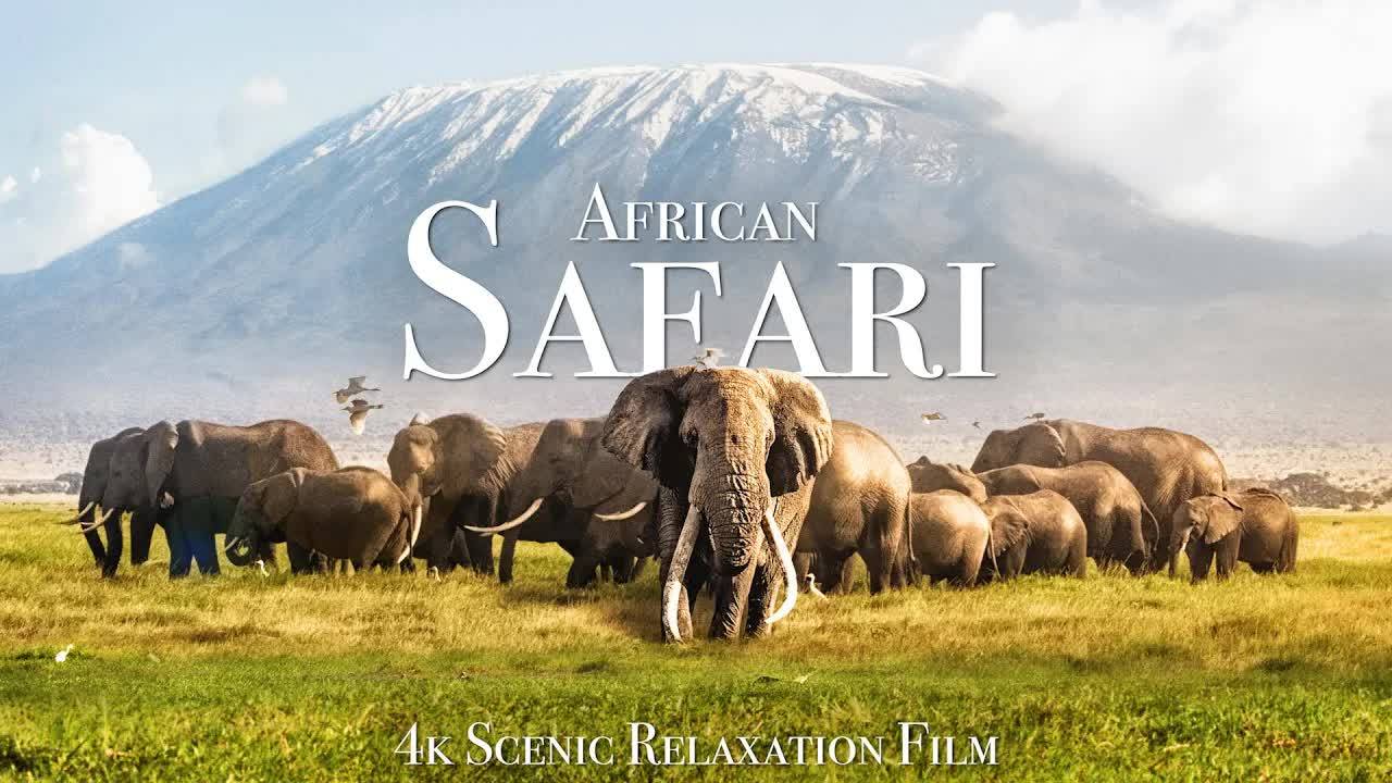 African Safari 4K - Scenic Wildlife Film With African Music смотреть онлайн