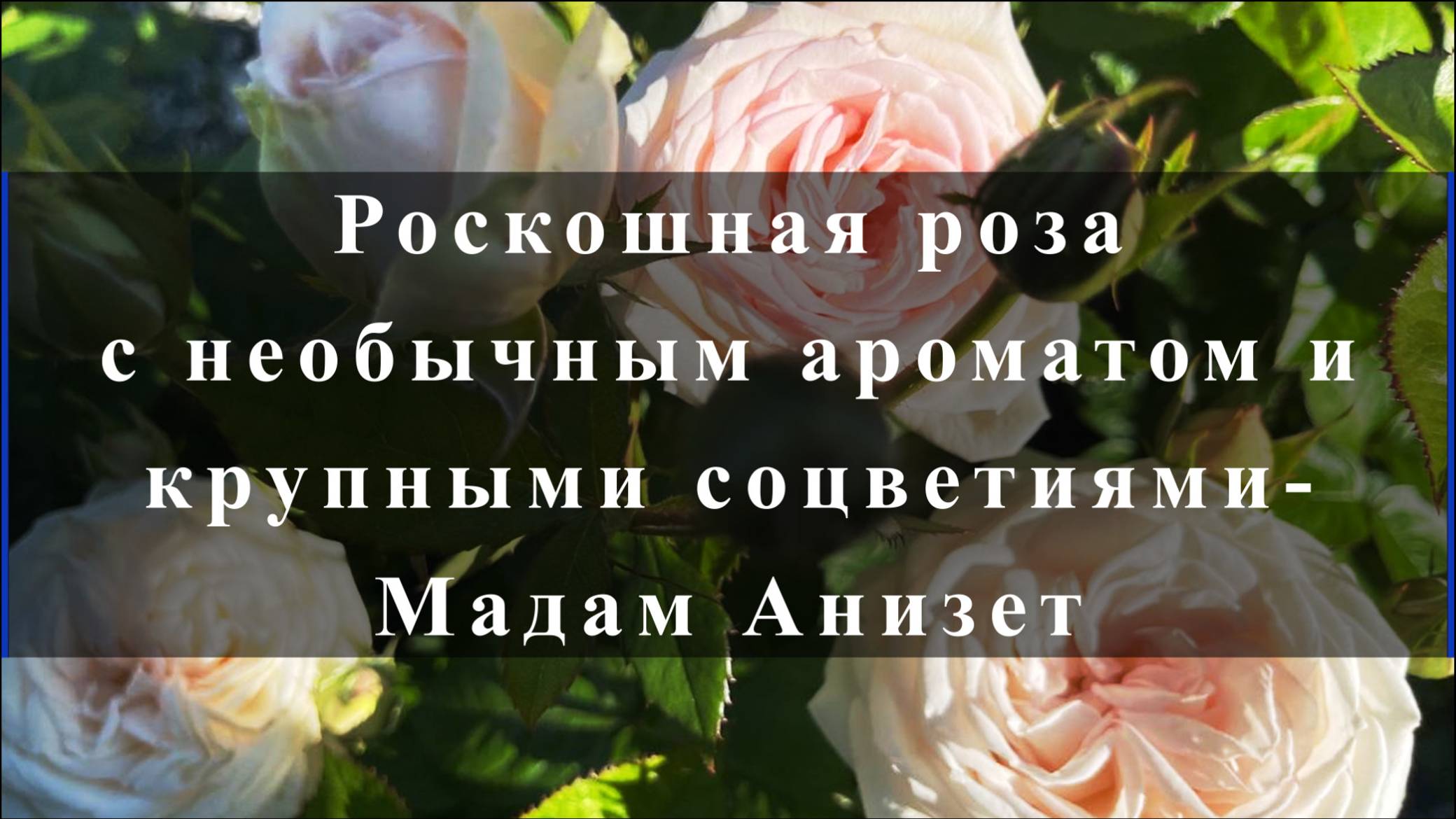 Роскошная роза с необычным ароматом и крупными соцветиями-Мадам Анизет смотреть онлайн