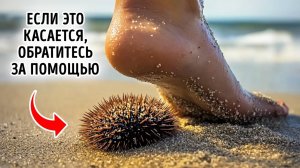 Необычные факты о морских животных, скрывающихся под водой