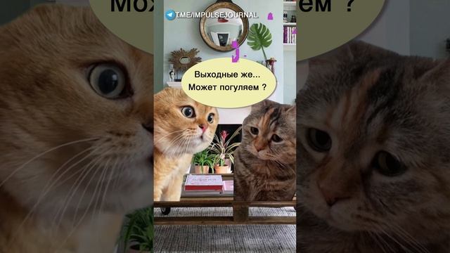 Выходные #мыкотики #вмем #разговор #анекдот #шутки #кот #юмор #смешное #прикольно #мемы #cat смотреть онлайн