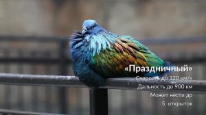 Голубеграм МТС