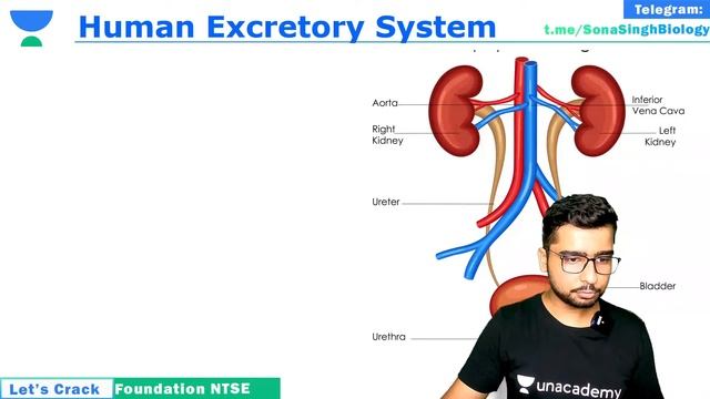 Human Excretory System 1 | Life Processes 14 | NEET 2023 | Biology | Foundation & NTSE | Sona Singh смотреть онлайн
