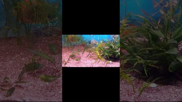 аквариум, переселение в новый