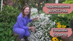 Вегетативный АЛИССУМ. Черенкование