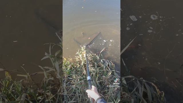 Рак на опарыша поплавок! Как поймать рака руками?! смотреть онлайн