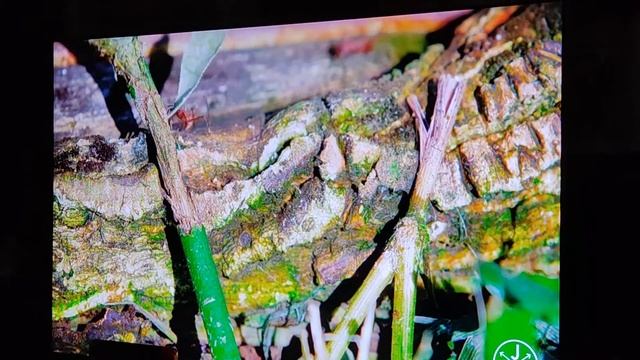 OLED VS QLED: quale scegliere? смотреть онлайн